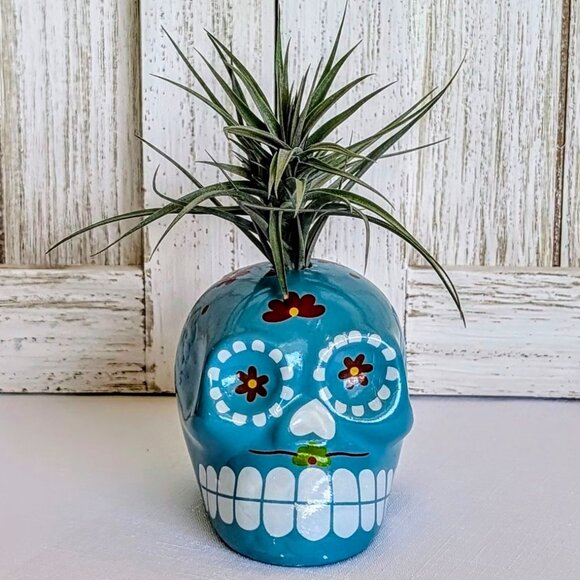 NWT Glazed Teal Ceramic Sugar Skull Air Plant Holder with Air Plant 💀 - Picture 1 of 6
